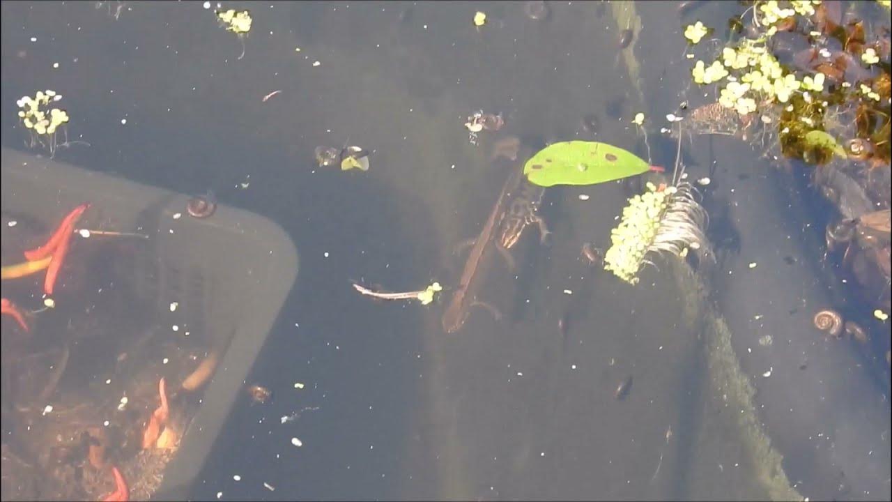 Molche im Gartenteich YouTube