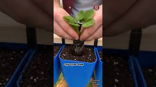 Homegrown Strawberries With Zero Garden Space #craftvibeehm #diy #woodworking