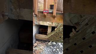 Contrary to popular belief, decorative lattice won’t stop raccoons from gaining access under a deck!