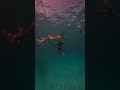 Maldives vacation | New Experience Scuba Diving in Maldives Was Unreal 😍🤿 | Underwater Paradise 🐠🌊