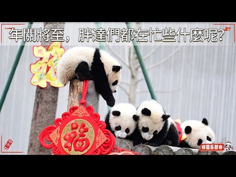 《超萌滾滾秀》第八十八期：年關將至，胖達們都在忙些什麼呢？| iPanda熊貓頻道