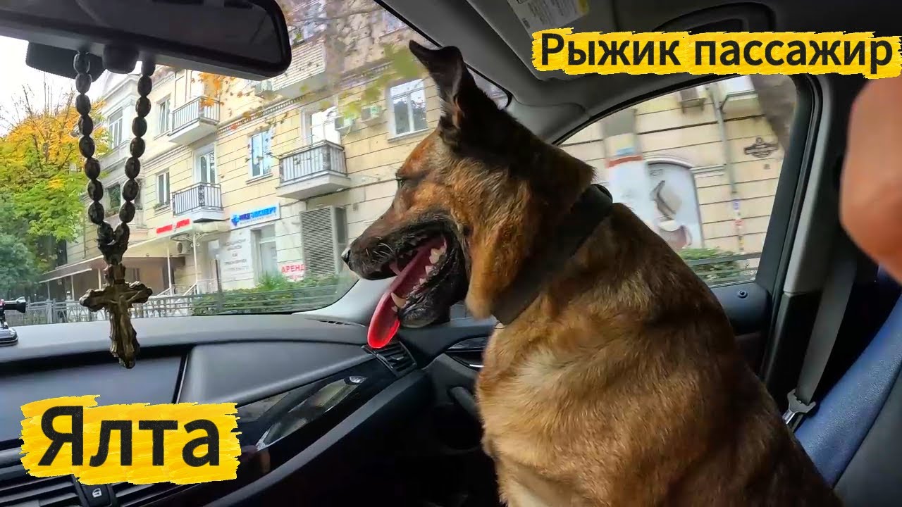 ️ Покормили СОБАК на набережной Рыжик с КОМФОРТОМ едет домой.ЯЛТА в ...