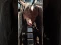 二師兄座完過山車準備去泡澡了