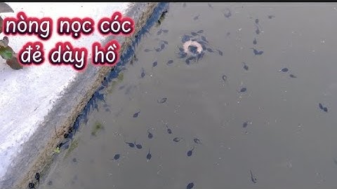 cóc đẻ và nở nòng nọc dày đen cả hồ