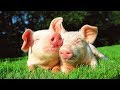 Les animaux de la ferme : Le cochon