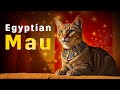 Egyptian mau the divine feline of ancient egypt