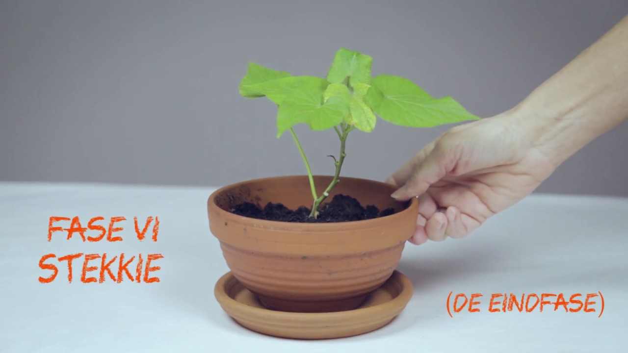 Kweek zelf een plantje met een zoete aardappel!