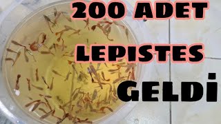 Lepi̇stes Aldim 200 Adet