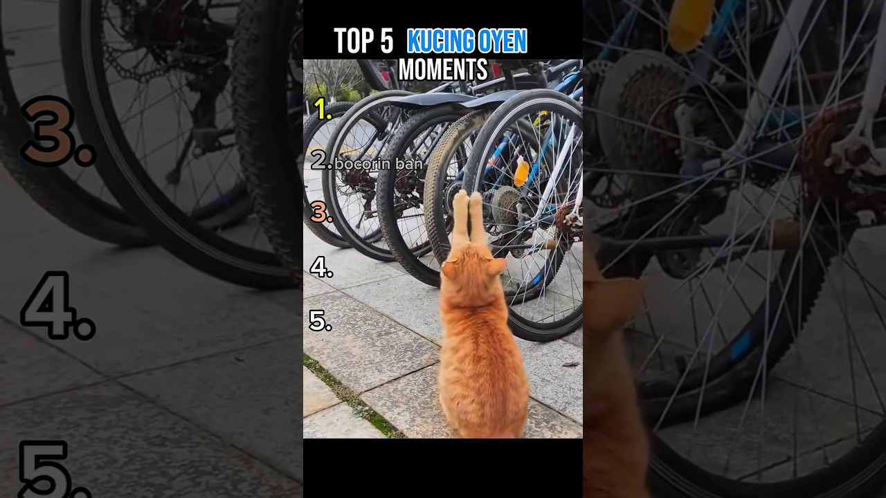 top 5 kelakuan kucing oyen moments😂 