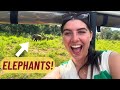 My first safari in sri lanka  