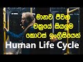 Stages Of The Human Life Cycle With Sinhala Meanings