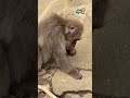 【高尾山さる園】花芽を食べるトロロくん【Snow monkey】 #monkey #mttakao #animals #monkeypark #ニホンザル #zoo #高尾山