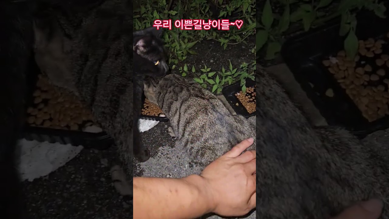 우리 길냥이들 #복순이 #까망이 #밤순찰 #부산강서구
