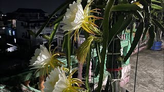 Dragon fruit flower