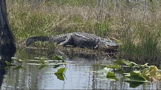 Alligators sightings rising north of Georgia's fall line, experts say | Here's what you need to know