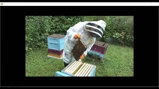 Artificial swarm on Irish Honey Bees , part of the EDIBEE project 2022