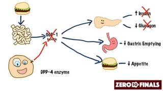 How does sitagliptin work? DPP-4 inhibitors and GLP-1 mimetics screenshot 2