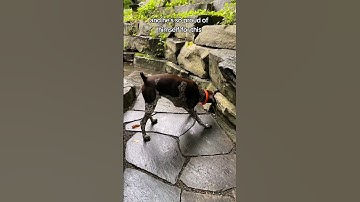 I think he may have found something #rgsp #germanshorthairedpointer #dogvideos #funnydog #dog