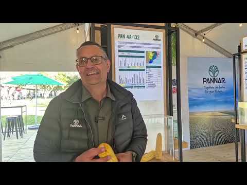 Pannar Seed se PAN 4A-132, ons vind uit waarom hulle hom die monster noem.