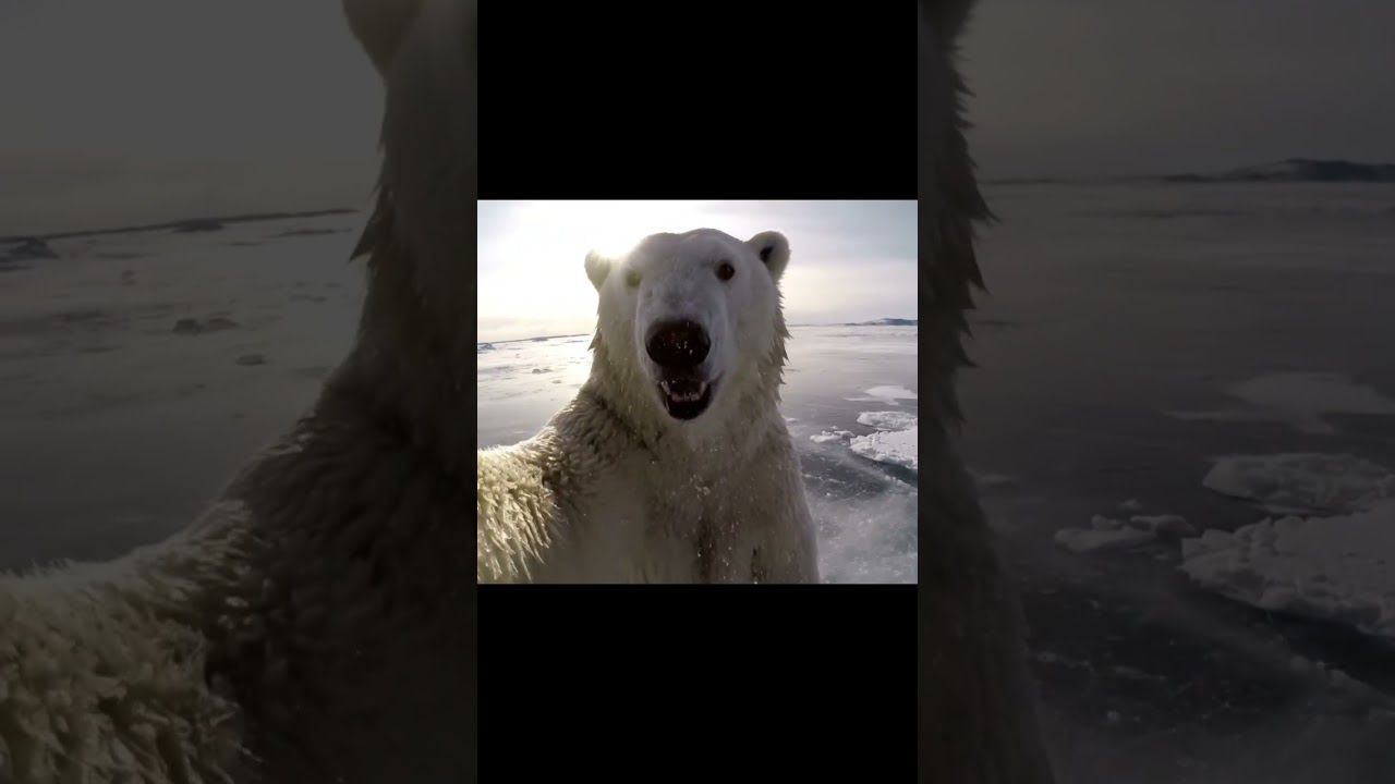 Polar Bear Funny Adventure for Kids | Snow Breakfast & Ice Dance Fun! ❄️🐻 