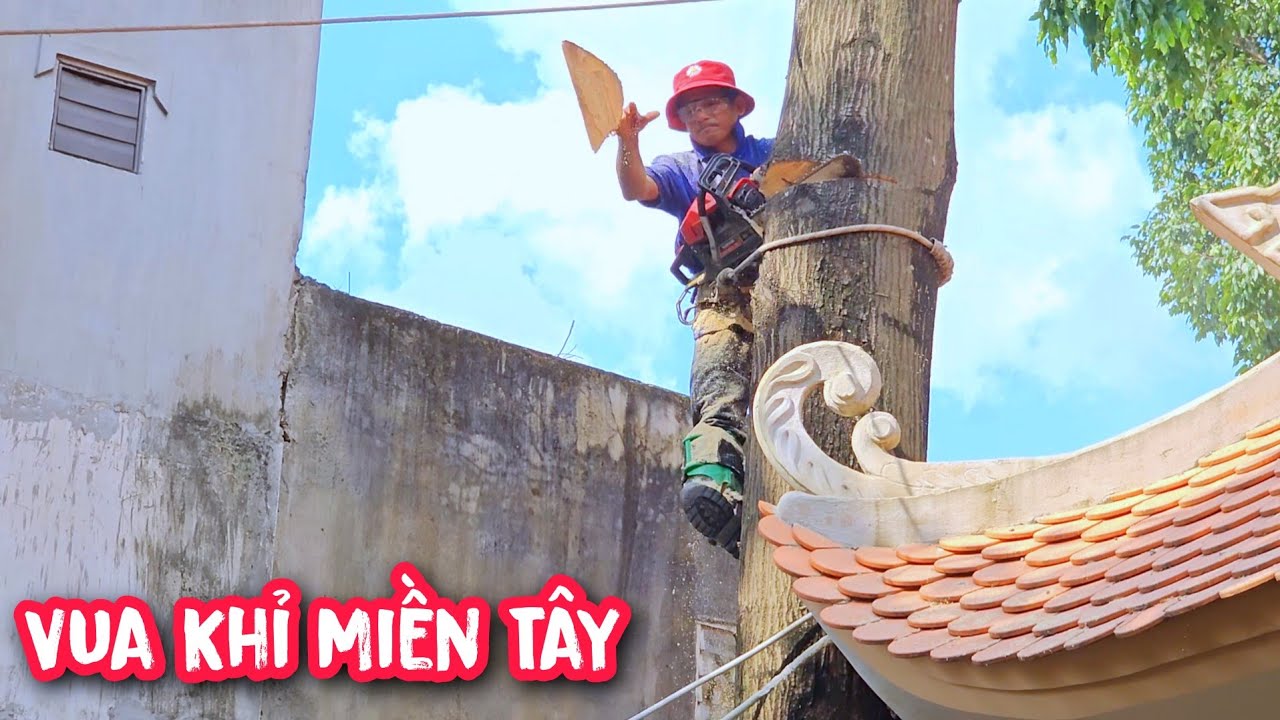 Vua Khỉ cưa hạ gốc cây Sao vô cùng nguy hiểm khi có mối nguy hiểm c.h.ế.t người ở kế bên.