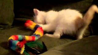 Cream Boy with Feather Toy by shelalevans 36 views 13 years ago 54 seconds