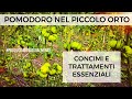 Pomodoro: concimi e trattamenti essenziali piccolo Orto