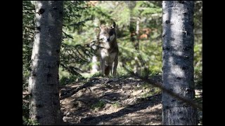 Pour 2018, ce sera 40 loups tués en France