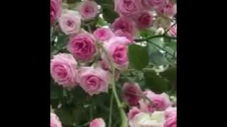 Cara budidaya Mawar. 🌹🌹