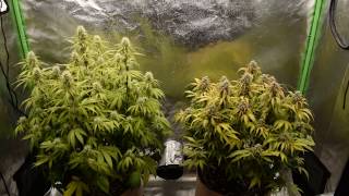 db003 VIVIDGRO GrowMax 240w 4k led super soil ppp autoflower grow update #9