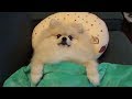 枕と布団で寝るポメラニアン【モチ】 Pomeranian is a cute dog.