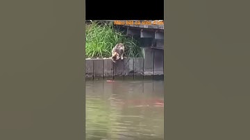 Mèo bắt cá siêu đỉnh #shorts