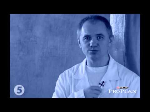Кормление кошек после кастрации и стерилизации