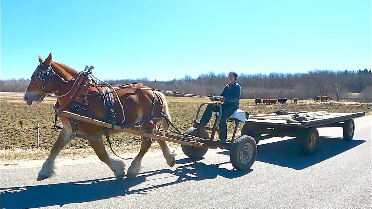 DRAFT HORSES Special Lumber Delivery to Abby's House & Weight Contest