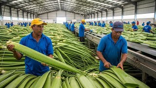 Inside the $500M Aloe Vera Gel Factory— How Millions of Liters Are Produced Every Day (Full Process)