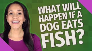 What will happen if a dog eats fish?