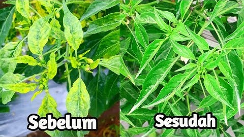 Cara Mengatasi Keriting Daun Cabe Anti Boros Dijamin Ampuh
