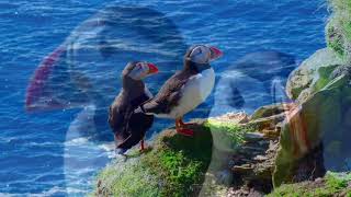 Sumburgh Shetland Puffins