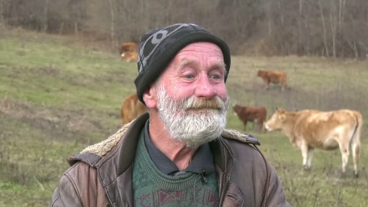 - STANOVNIŠTVO ŠIPOVA U PANICI, KRAVA LEGLA ZDRAVA, OSVANULA MRTVA