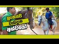 Horse Riding Sri lanka - ලංකාවේ වැඩදාන අශ්වයෝ