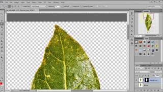 Leaf Tutorial Net Worth