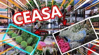 Mercado das flores - Ceasa Curitiba - Estou no mundo das flores! Quase que  tudo - thptnganamst.edu.vn
