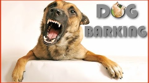 Thumbnail of Dog Barking Sound Effect in Best Quality