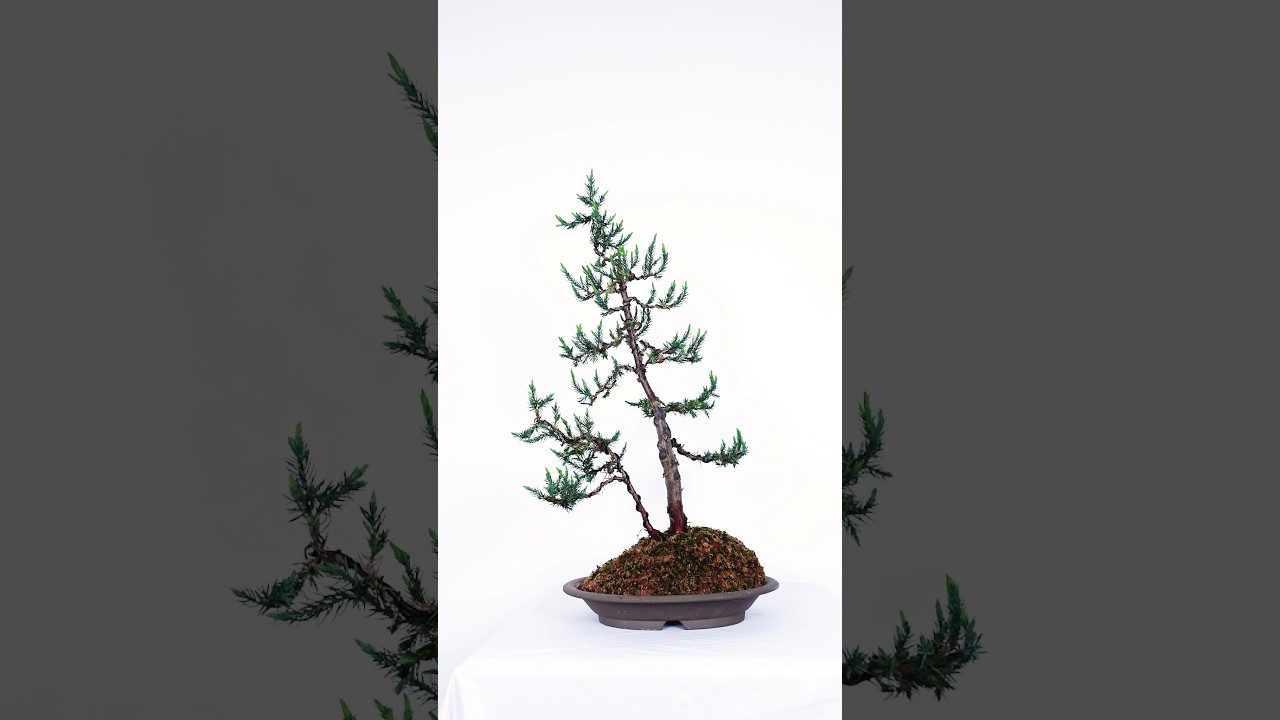 How to make an Elegant Juniper Bonsai YouTube