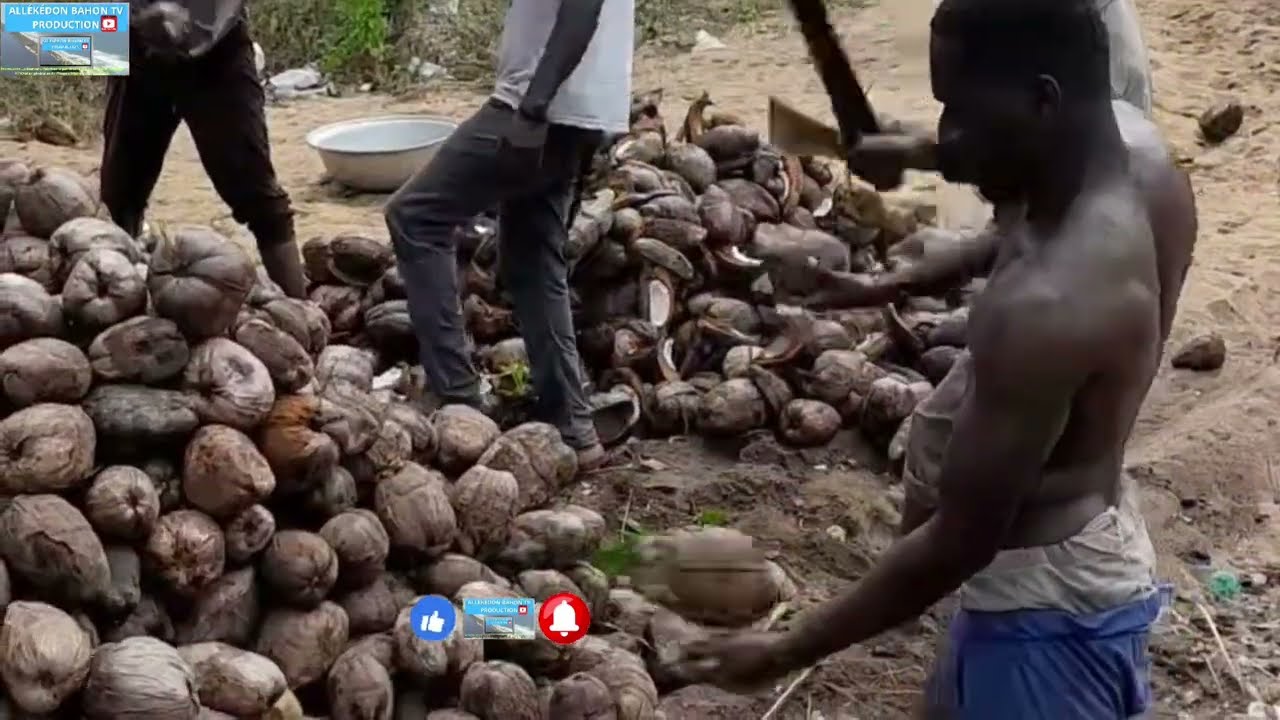Comment les jeunes Avikam cassent les noix de coco ( nous sommes à Adéssé )