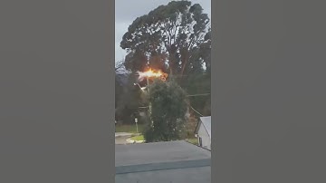 Tree Falls on Power Line || ViralHog