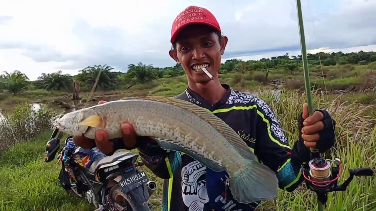 Casting gabus - YouTube