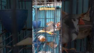 Lalukhet Bird Market Java Finches Reasonable Price #shortsfeed #viralvideo #trending #birds #parrot