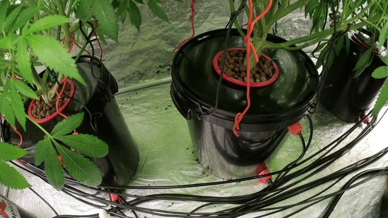 DWC SETUP - Lemon Ice 2 0