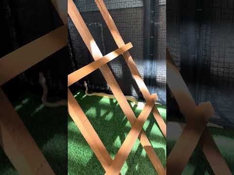 Snakes enjoying the snake climbing gym